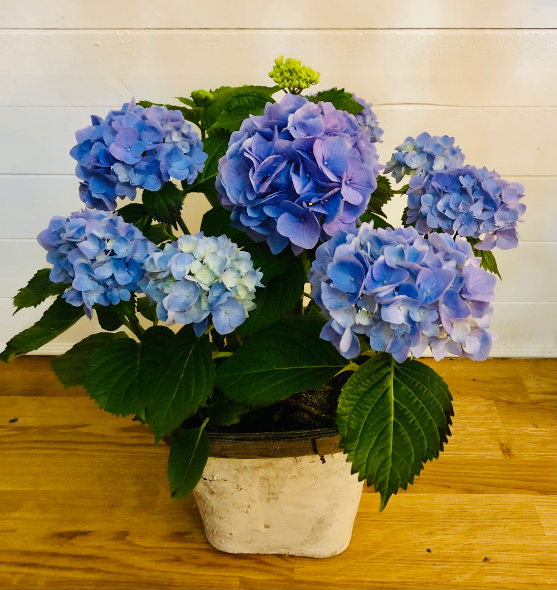 Potted Hydrangea – The Urban Peony